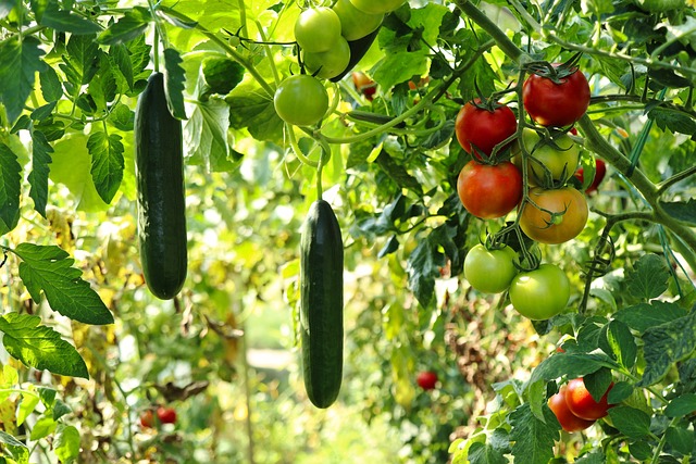 Ano potager — photo 2