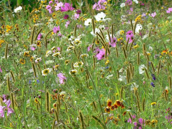Sortie nature CPIE Pays Basque : "La science infuse", Bidarray