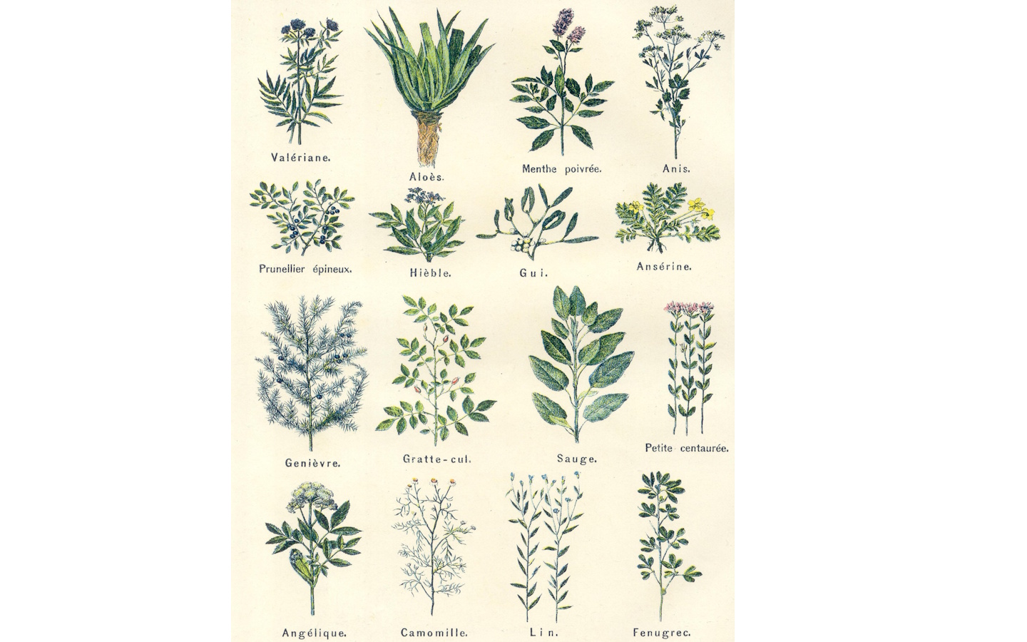 Atelier tisanes et herbes médicinales
