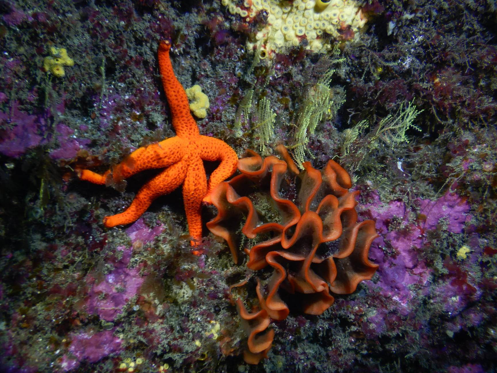 PlanetOcean Plongée