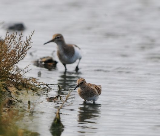 Lac de Lescourroux, Soumensac - photo 19