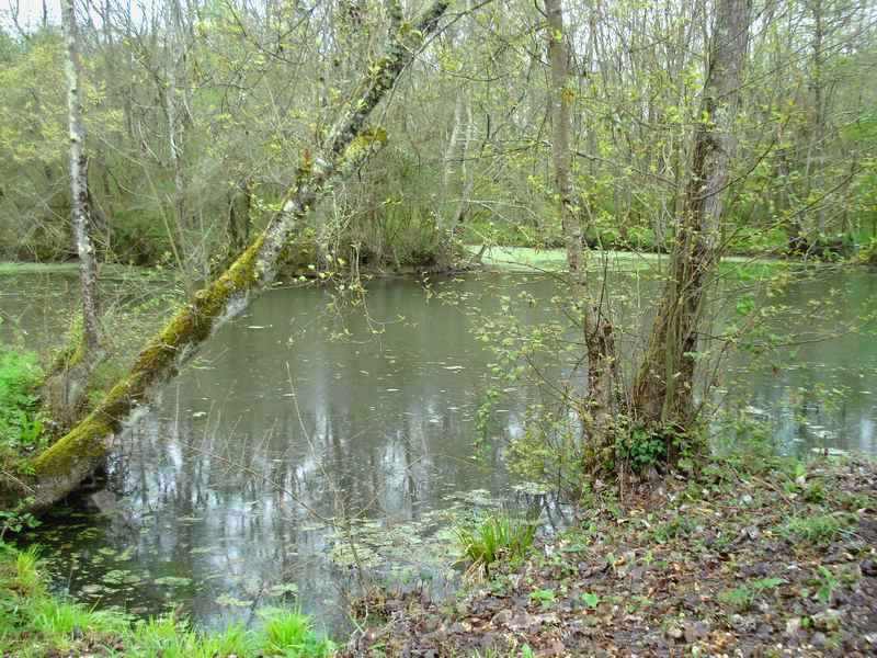 Bocage humide des bords de Garonne, Cadaujac - photo 5