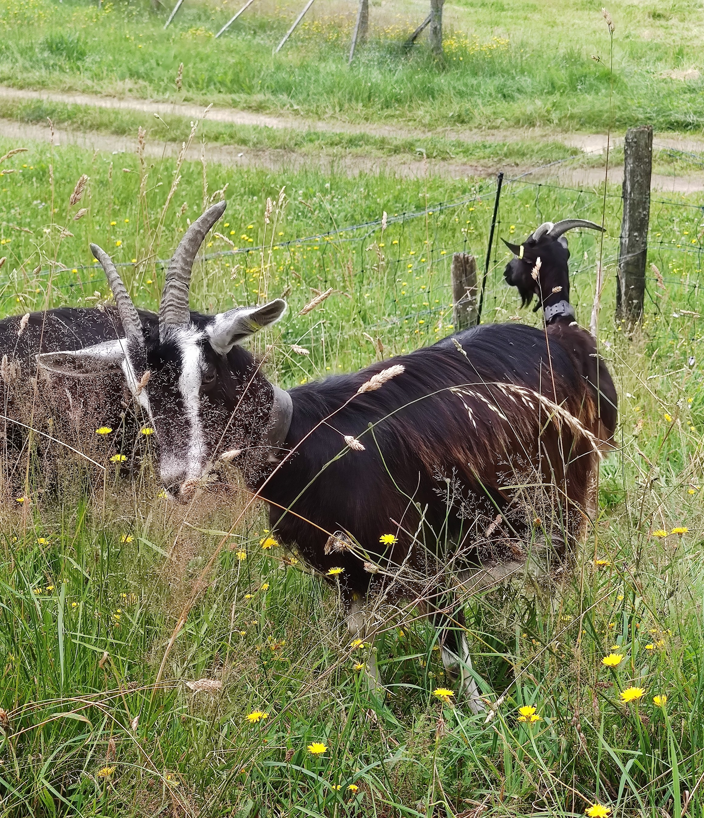 Yourte de la Ferme de Vassivière (2 personnes) - photo 2