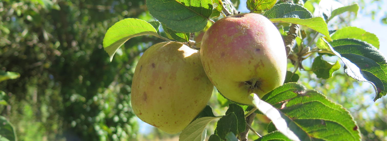 Confrérie de la pomme du Limousin