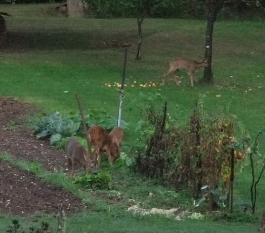 Les 3 Fontaines, Neuvic - photo 11