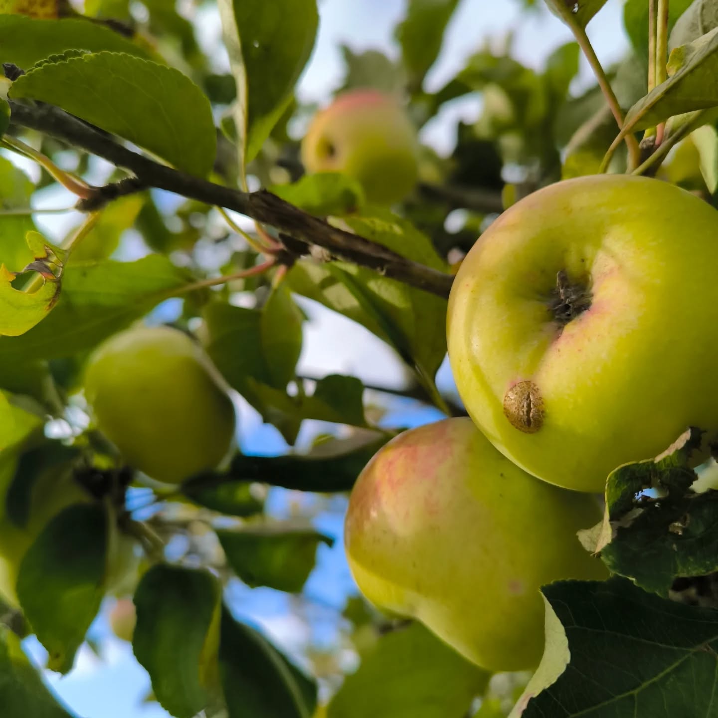 Domaine de la Haute Futaie - photo 3