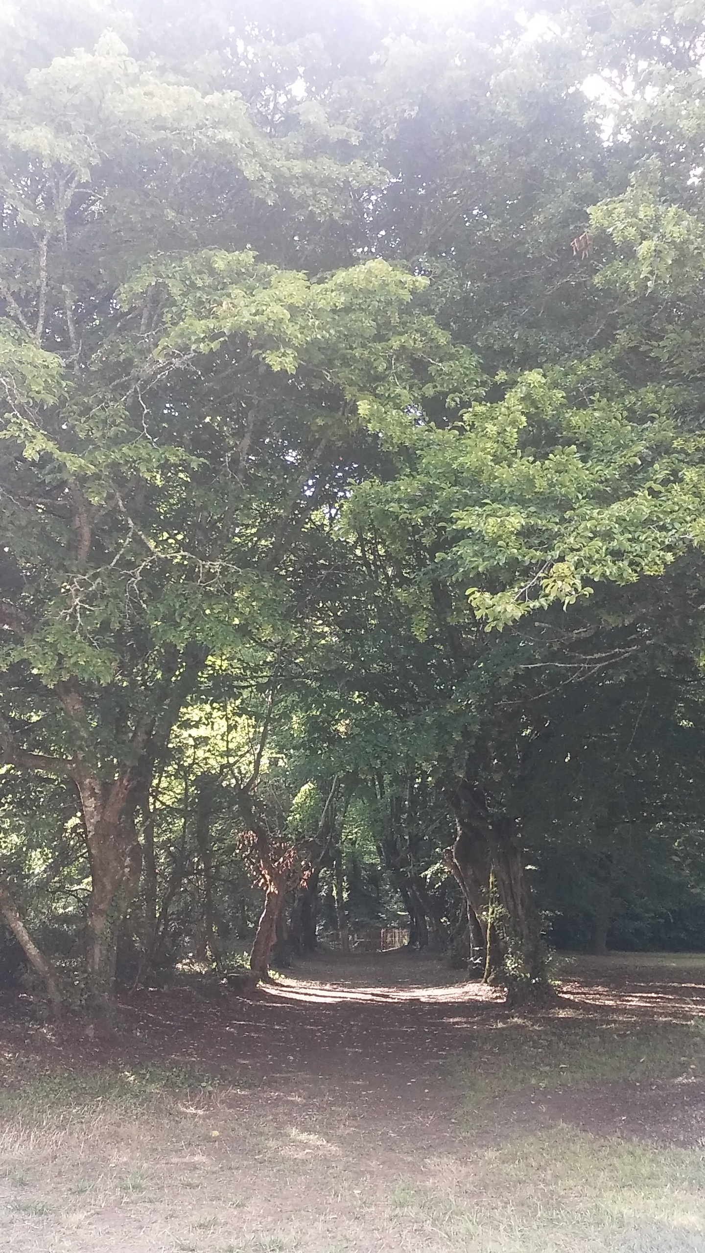 Parc de Pontaulic, Léognan - photo 3