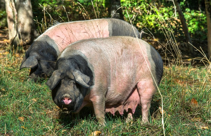 La petite ferme de Gilles et Julie — photo 2