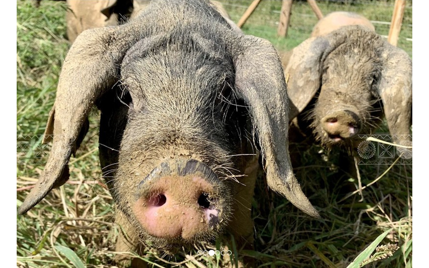 Visite de la ferme Arrondoa
