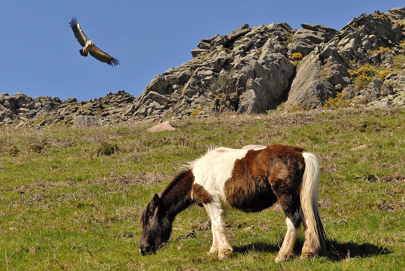 Journée du Pottok