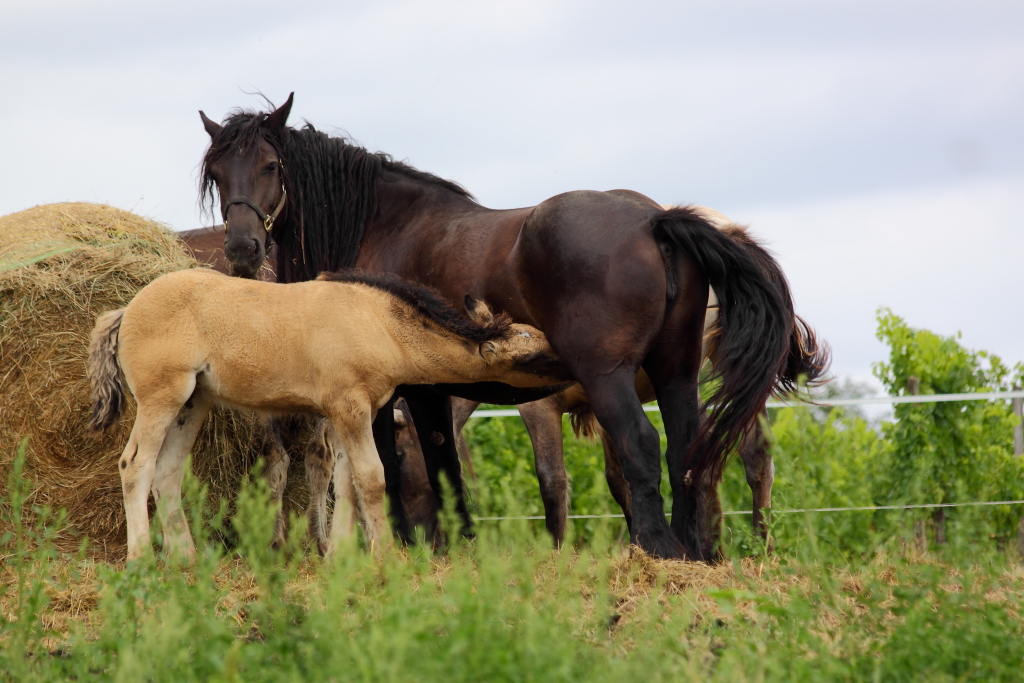La Ferme des Mauberts - photo 5