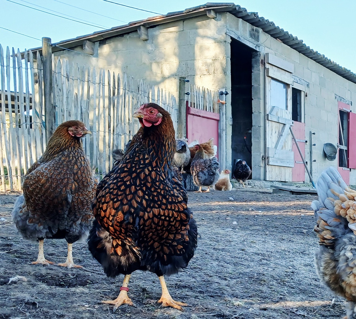 Attelage et Nature - photo 3