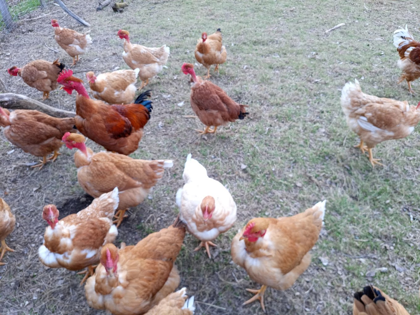 La ferme du Puy Barra — photo 2