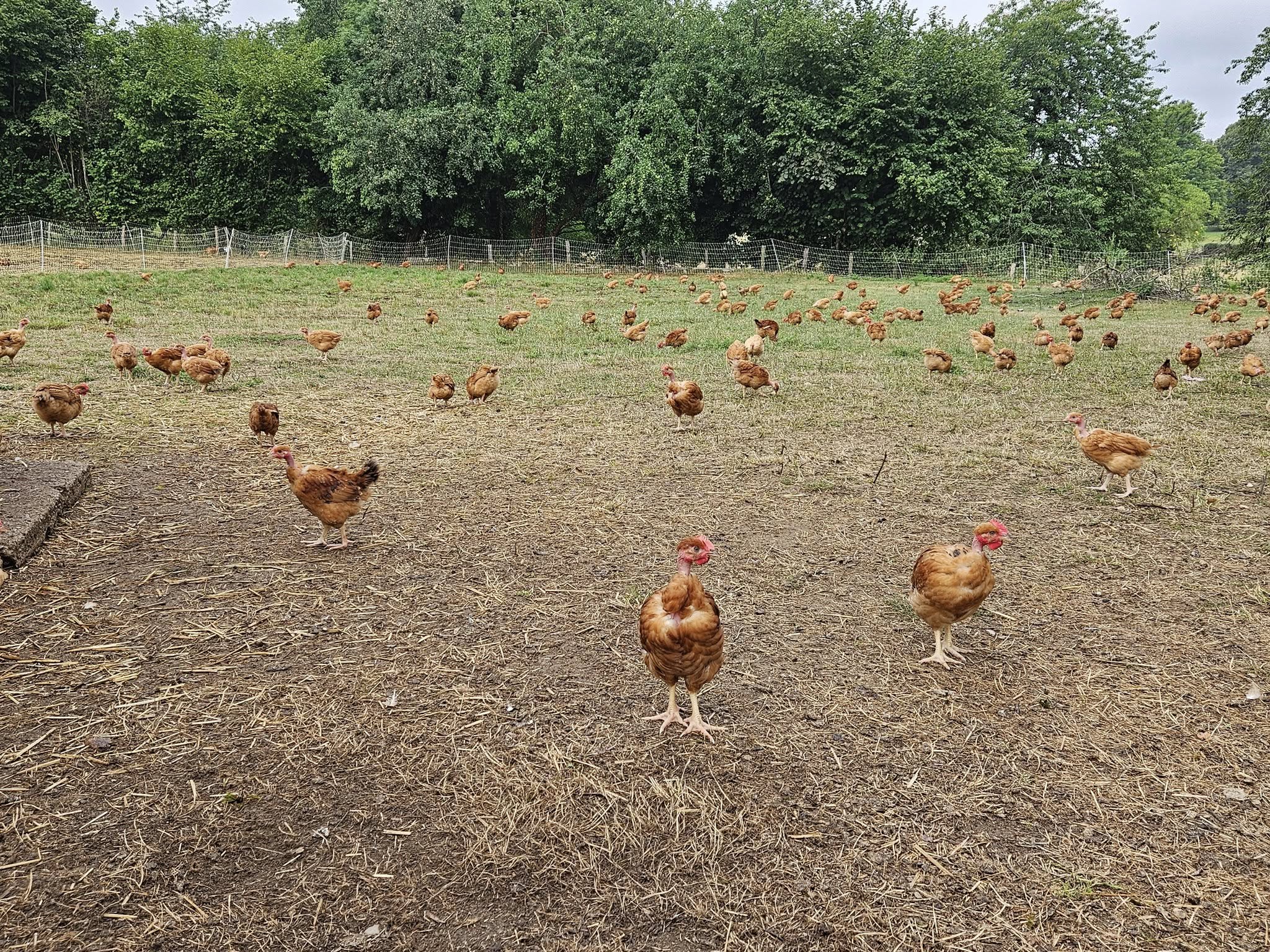 Les volailles d'Angèle