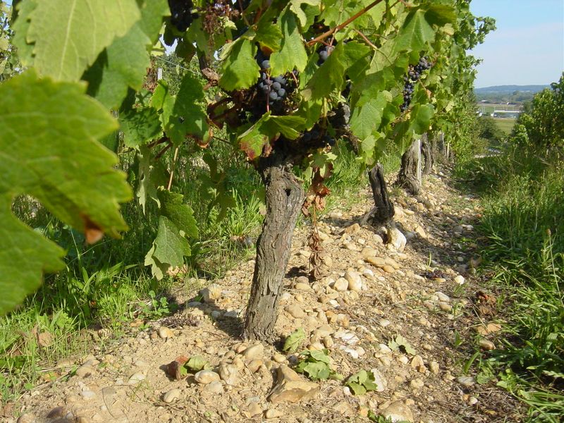 Château Poulvère - photo 4