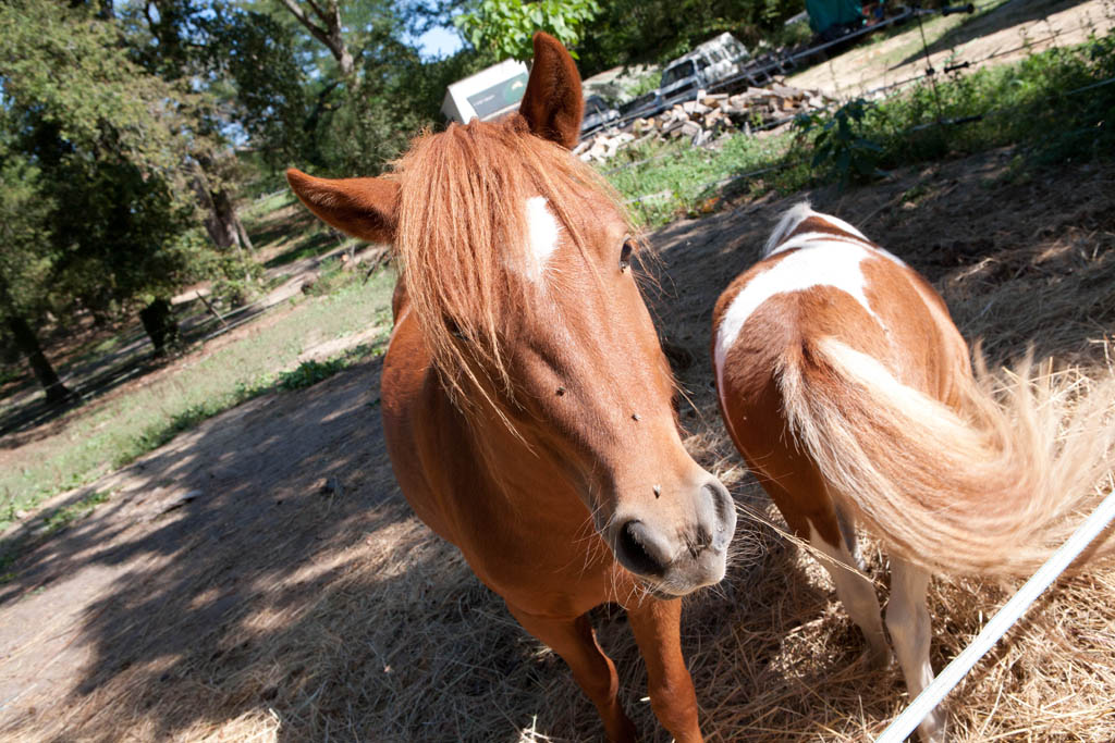 Poun's Nature & Cie, Bretagne-de-Marsan - photo 13