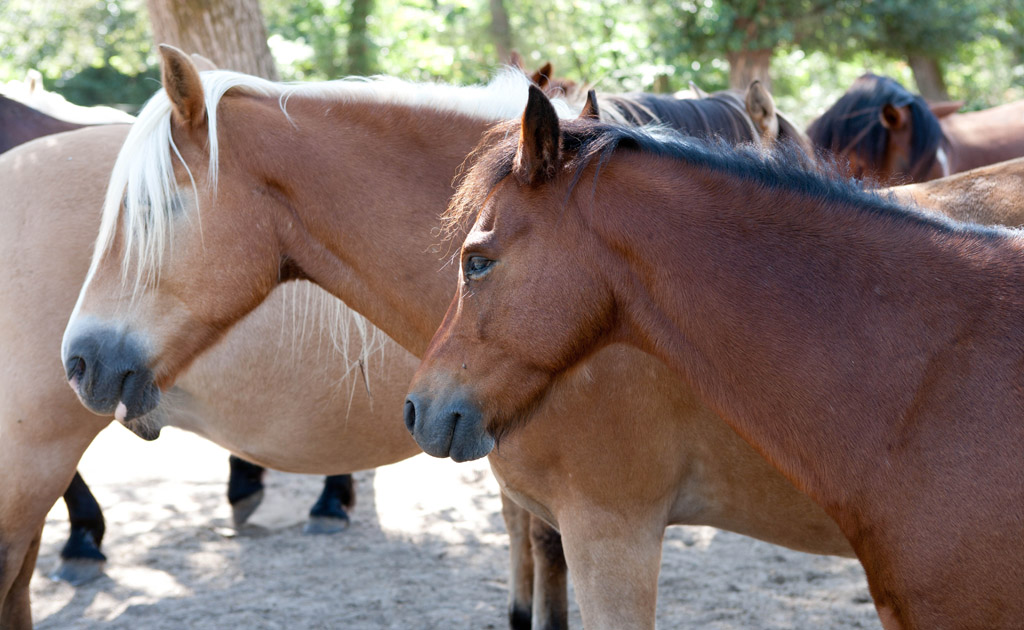 Poun's Nature & Cie, Bretagne-de-Marsan - photo 10
