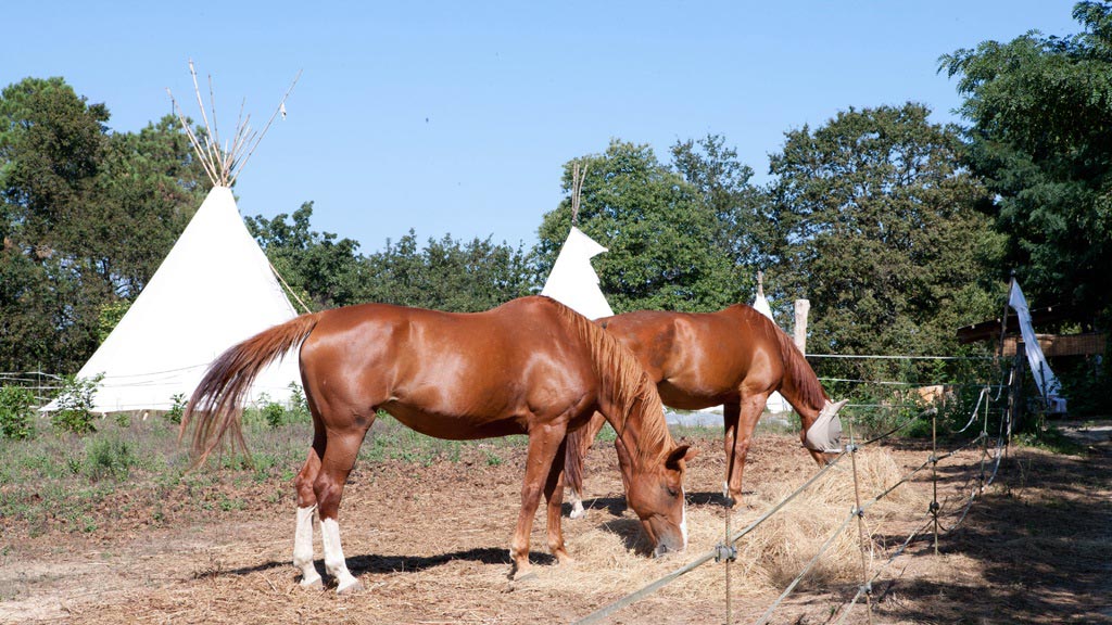 Poun's Nature & Cie, Bretagne-de-Marsan - photo 12