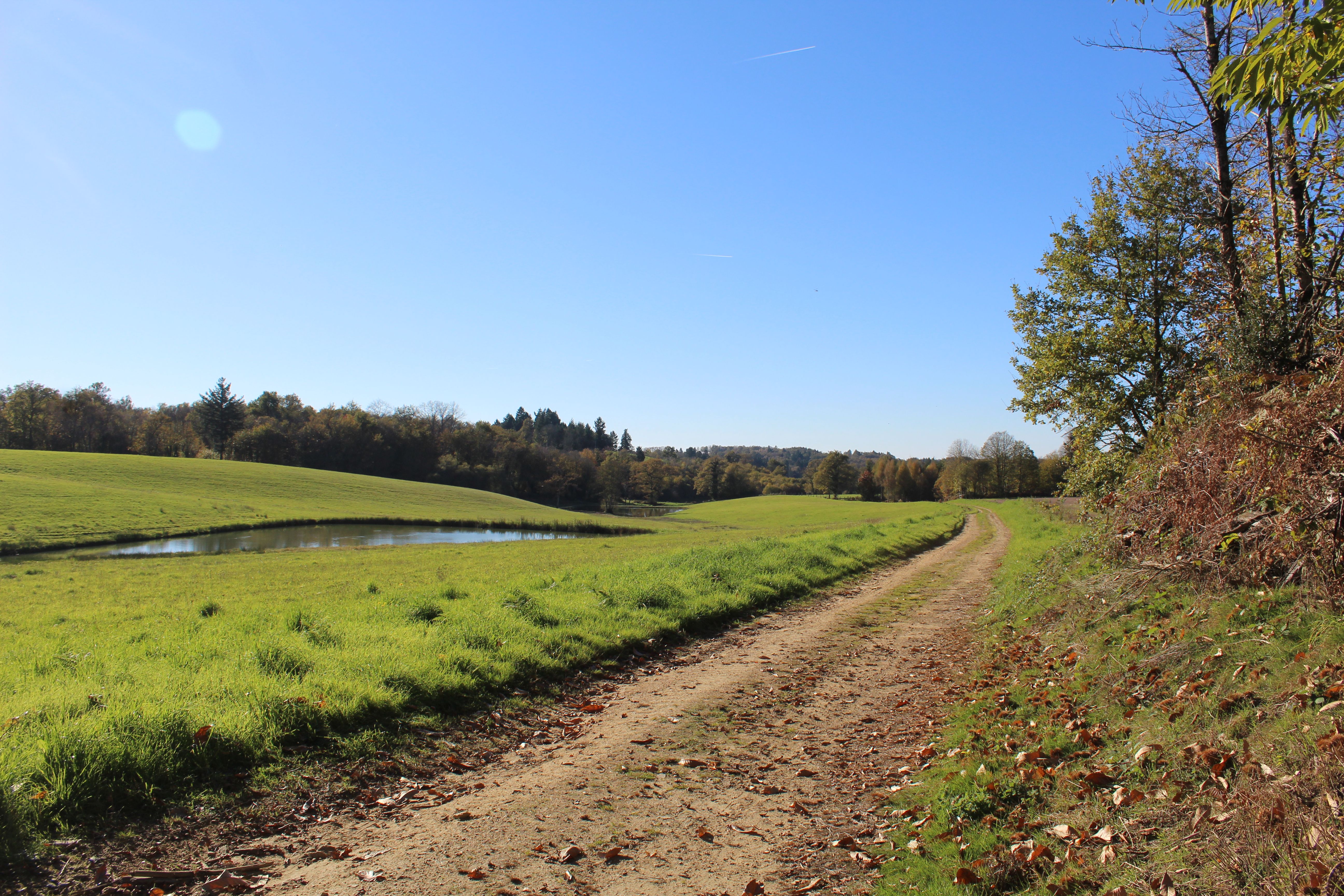 Le Tilleul de Sully, Montgibaud
