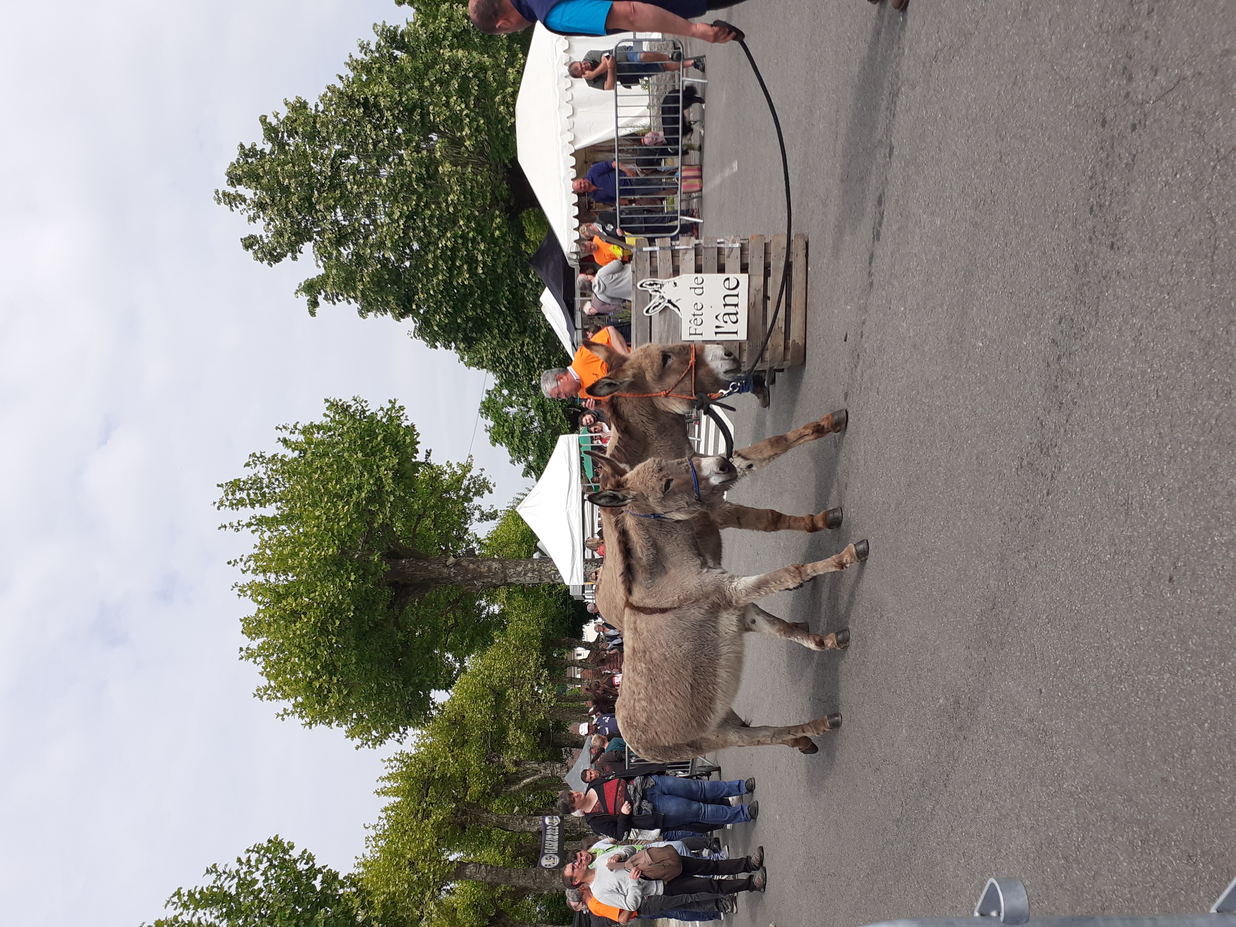 34 ème Fête de l’âne, Saint-Paul - photo 5