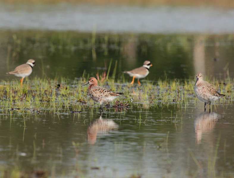 Lac de Lescourroux, Soumensac - photo 13