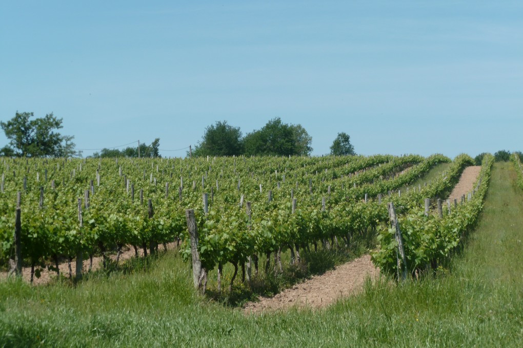 Domaine de Laguironde - photo 4