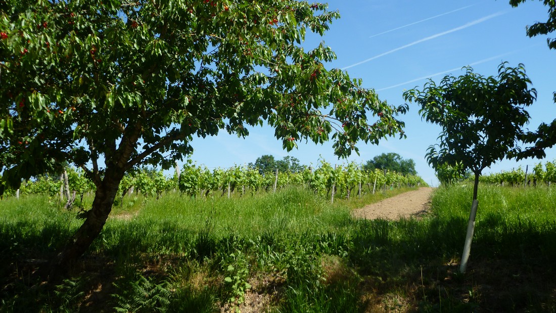 Domaine de Laguironde - photo 2