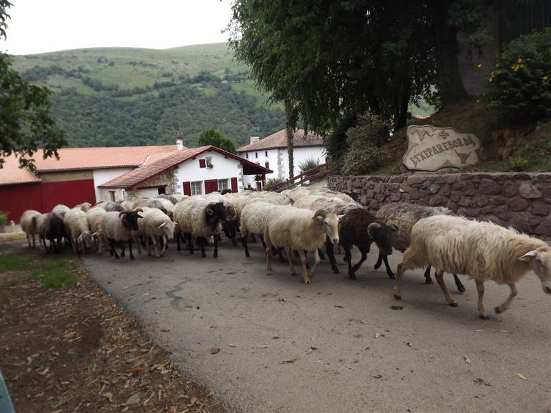 Producteur de fromage - Ferme Etxepareborda