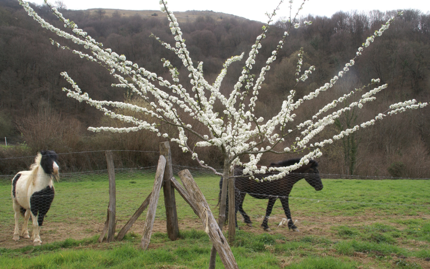 Ferme Urrutigaraia "Ici Même" - photo 2