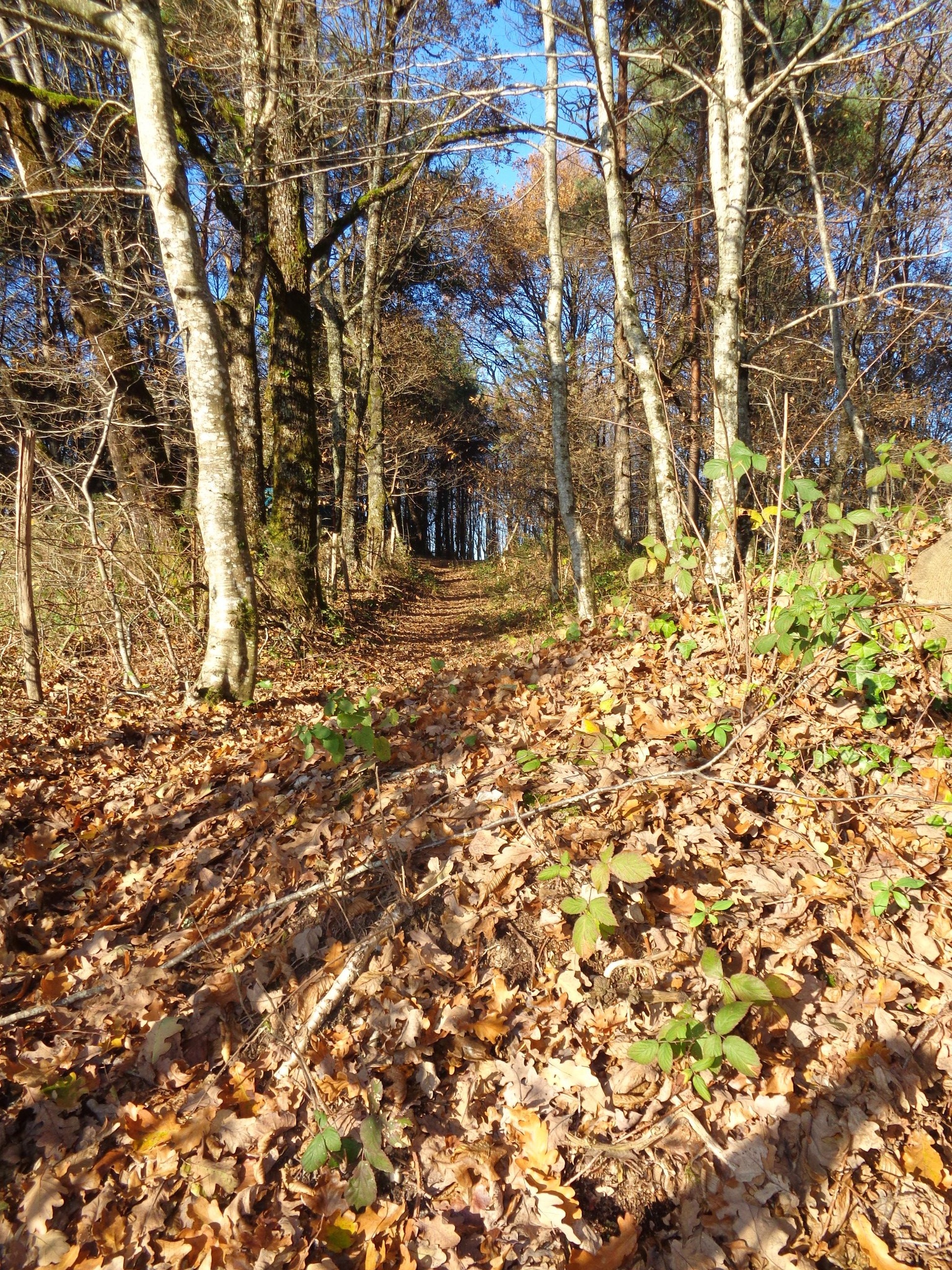 La Cafoulière - VTT — photo 2