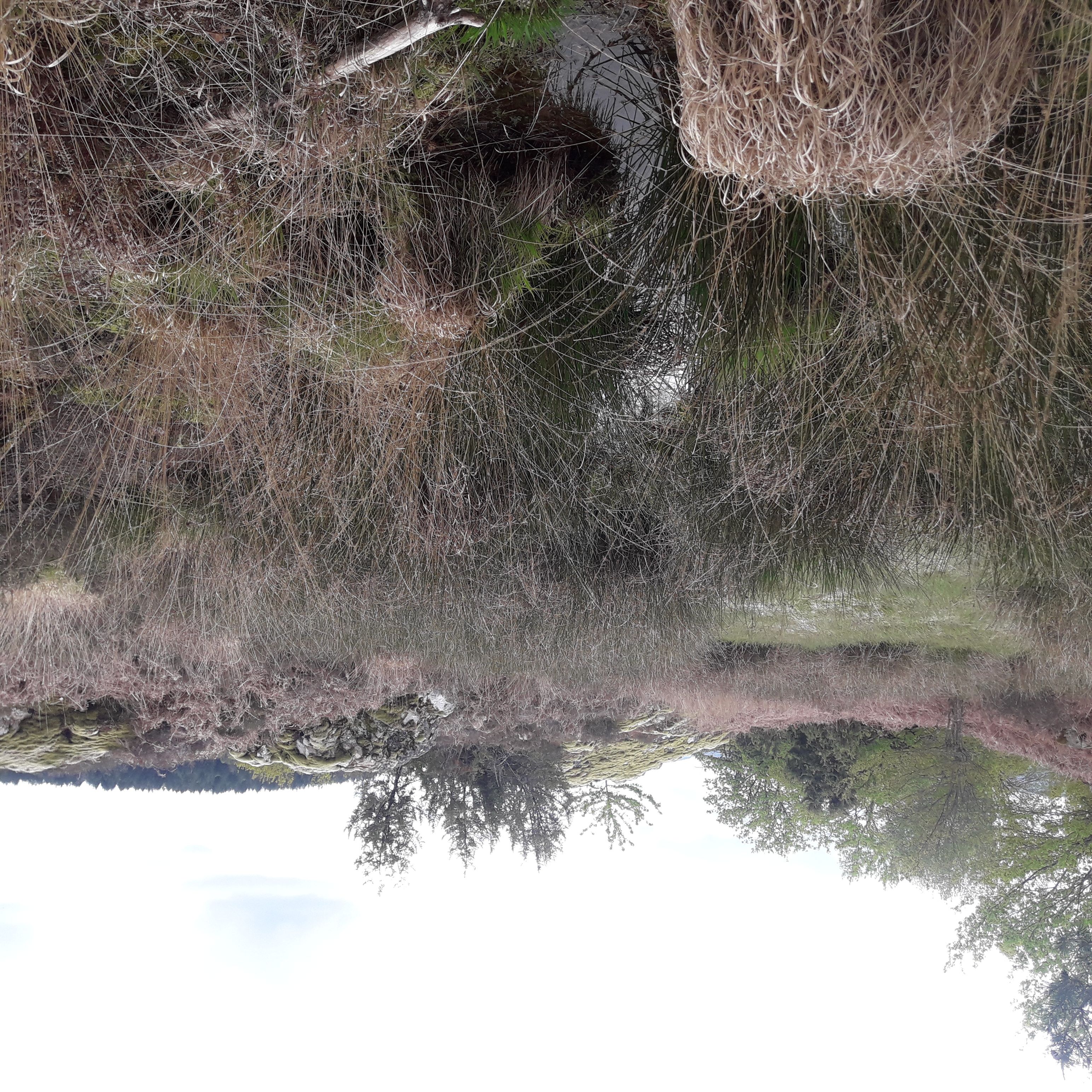 Puy Morel - Saut de la Saule - 12 km - photo 4
