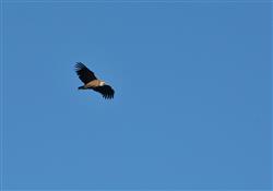 Vautour fauve