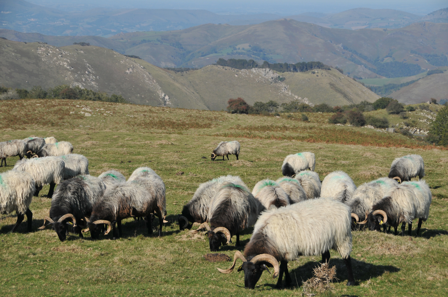 La grotte d'Harpea, Estérençuby - photo 4