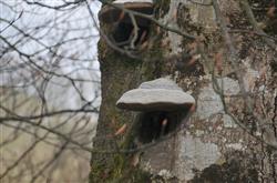 Champignons acrobates