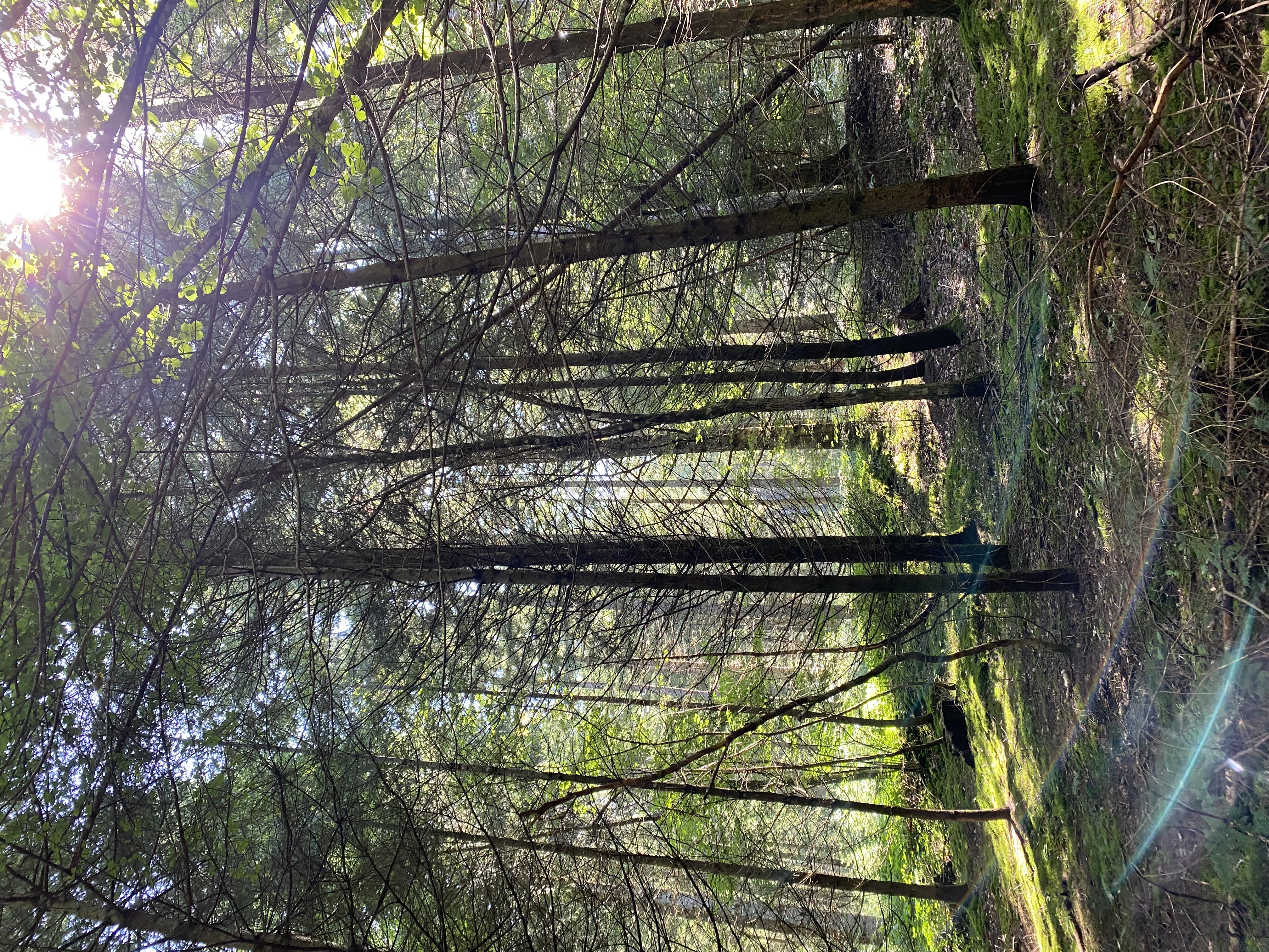 Conférence - Débat sur la forêt creusoise