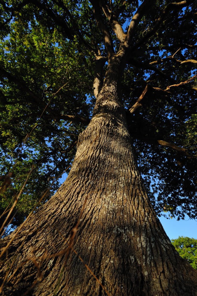 Domaine des Roches Blanches, Le Pin - photo 13