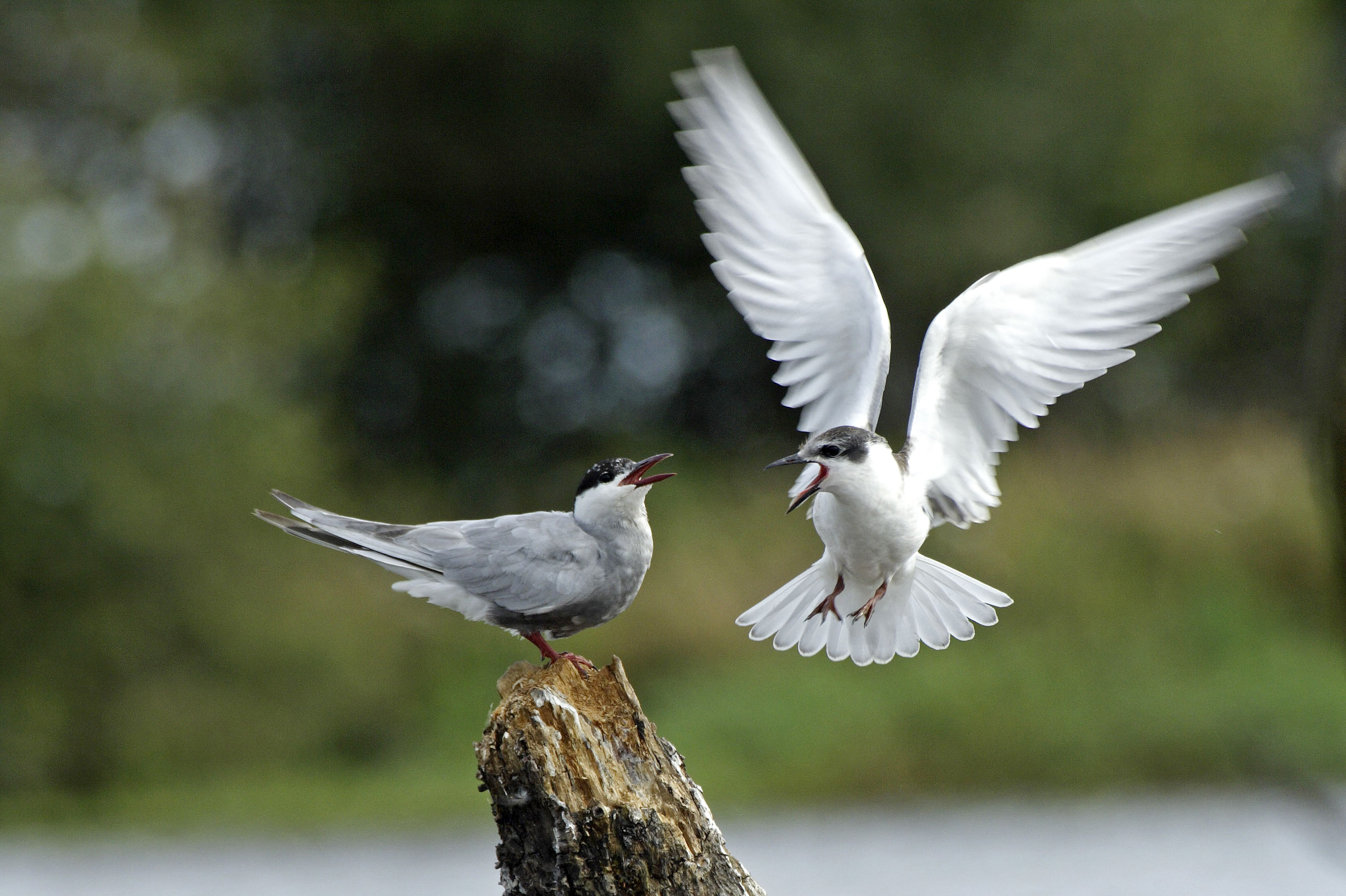Réserve ornithologique du plan d'eau de Saint-Cyr