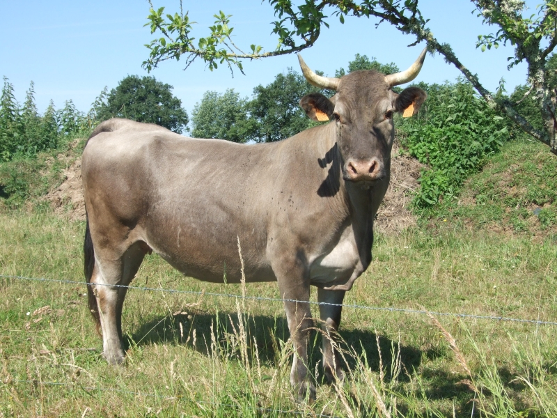 Petite boucle du Lysos, Cours-les-Bains