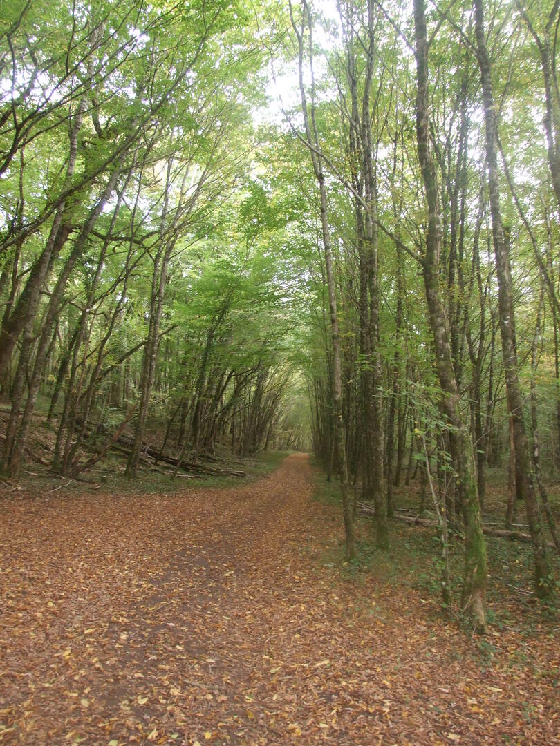 Boucle Bois et Prés n° 24 / Coly Saint-Amand, Coly-Saint-Amand - photo 3