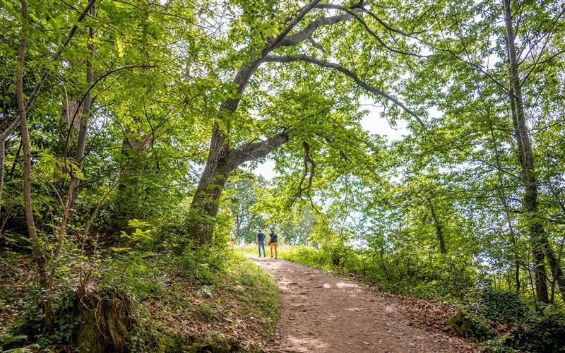 La Colline de la Bergerie