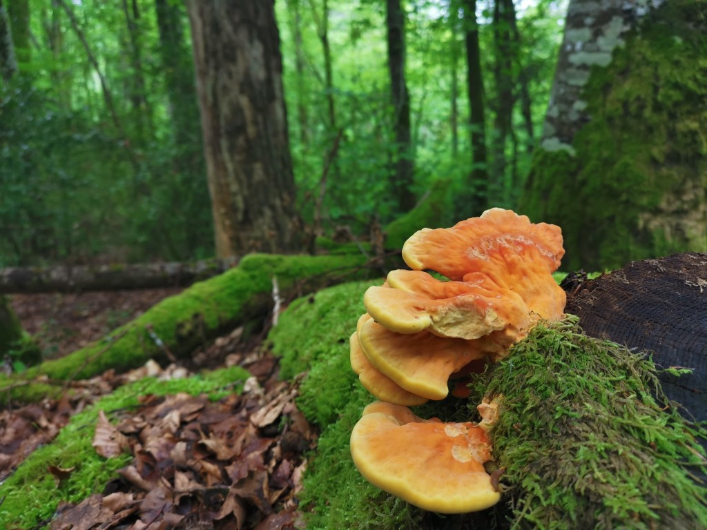 Circuit pédestre N°20 CC : "Masgot, jardin de terre et de pierres", Fransèches - photo 5