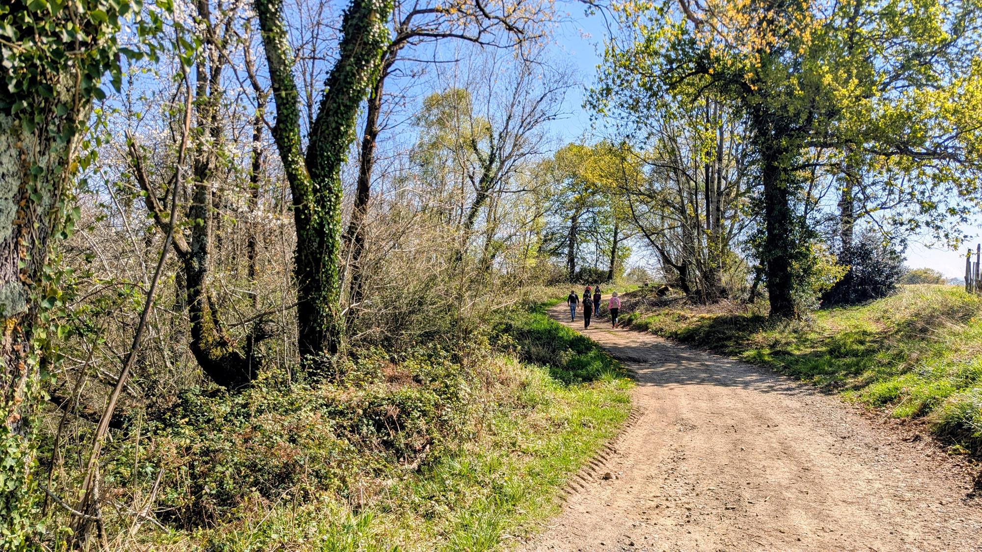 Entre bois et panorama, Monein - photo 3