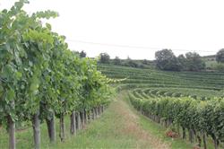Rando vignoble cuqueron (3)