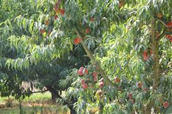 Rando vignoble cuqueron (4)