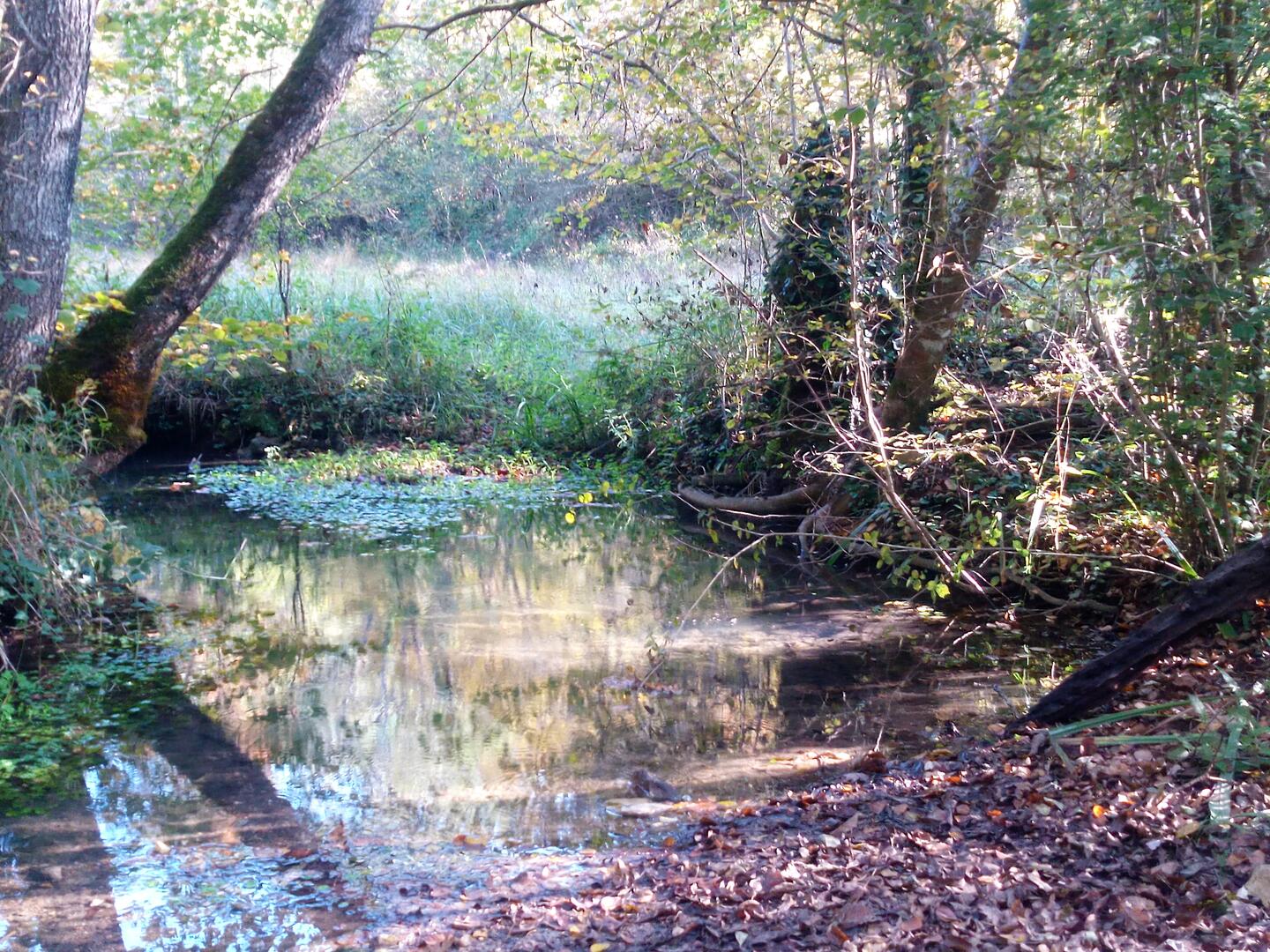 Boucle des Mammouths n° 31 / Rouffignac