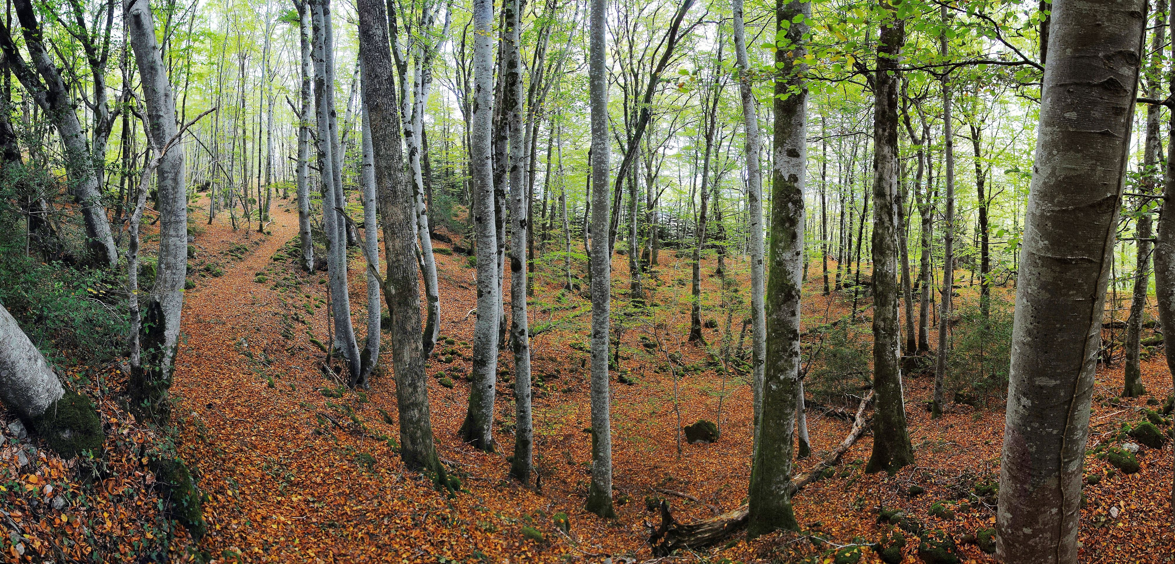 Le tour des Orgues - 5 km