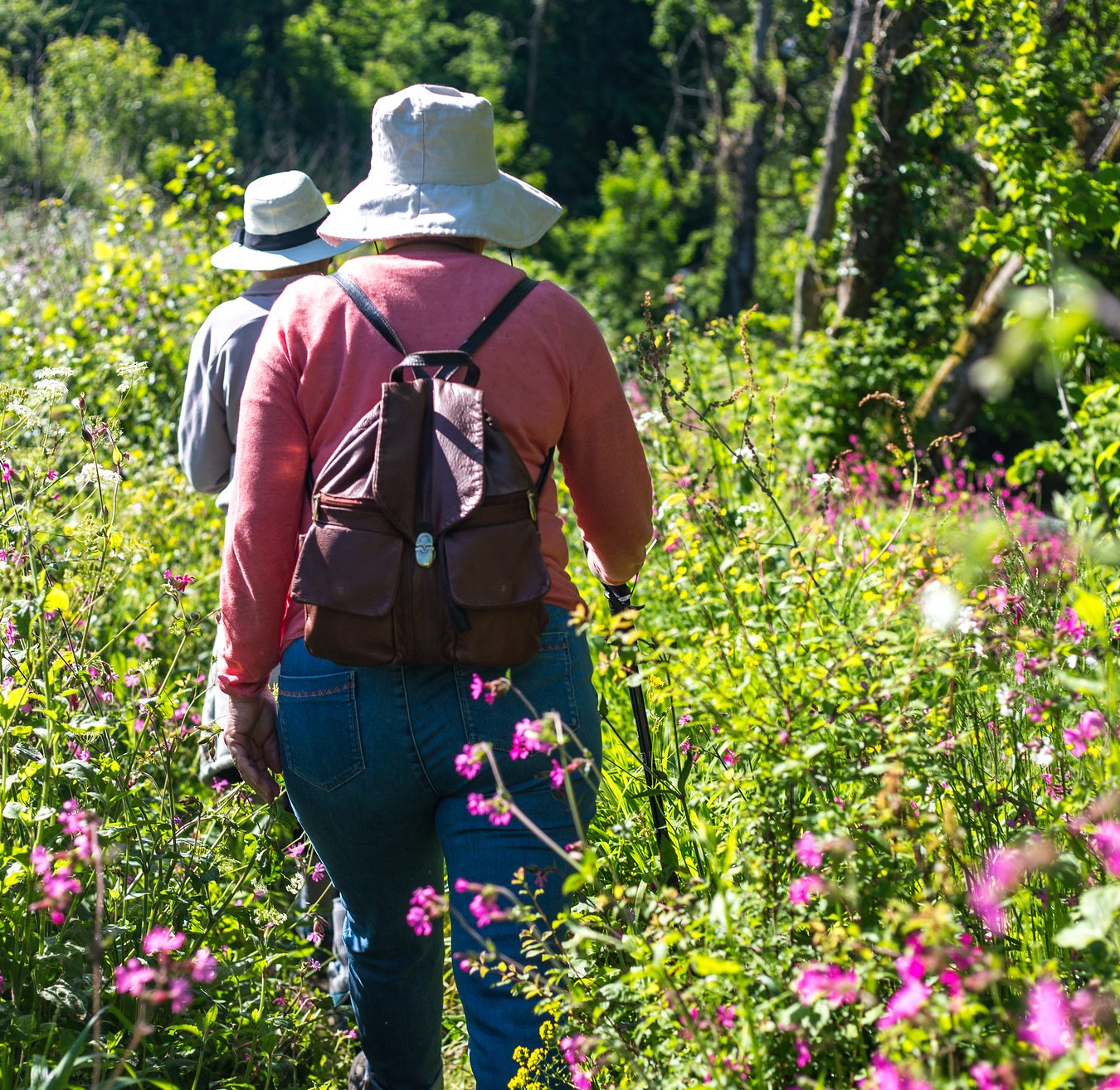 Balade nature la flore des sous-bois au printemps