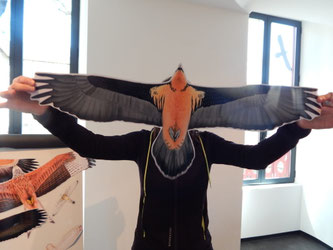 Exposition : L'as-tu vu ? Rapaces en Pyrénées Béarnaises