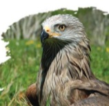 A la découverte des rapaces pyrénéens - Sortie CPIE