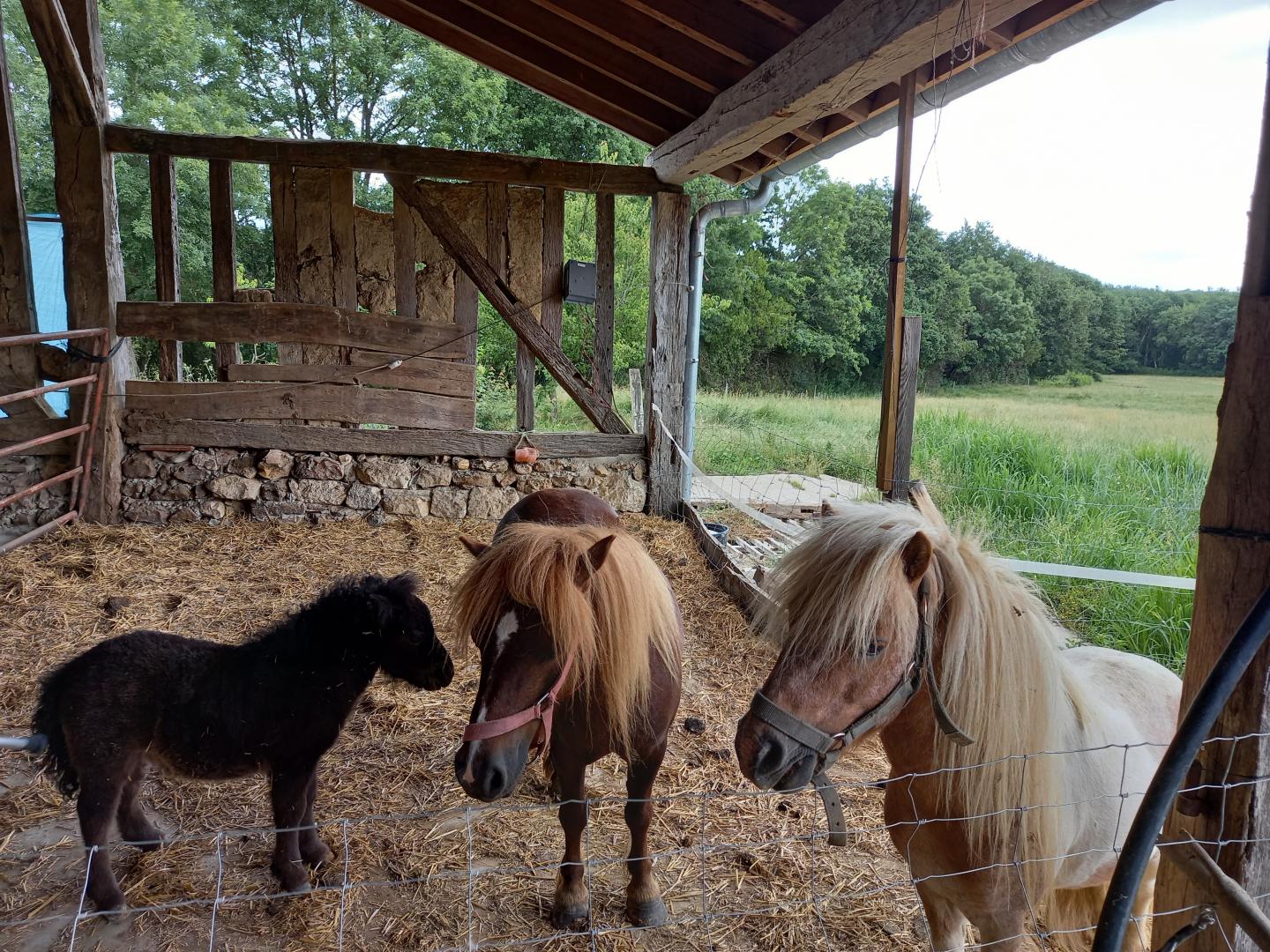 Gîte de la Forêt, Rayet - photo 11